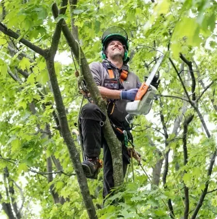 Un homme est assis sur une branche d'arbre tenant une tronçonneuse.