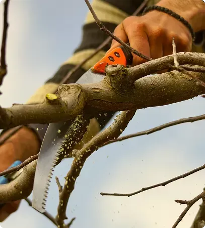 Une personne coupe une branche d'arbre avec une scie