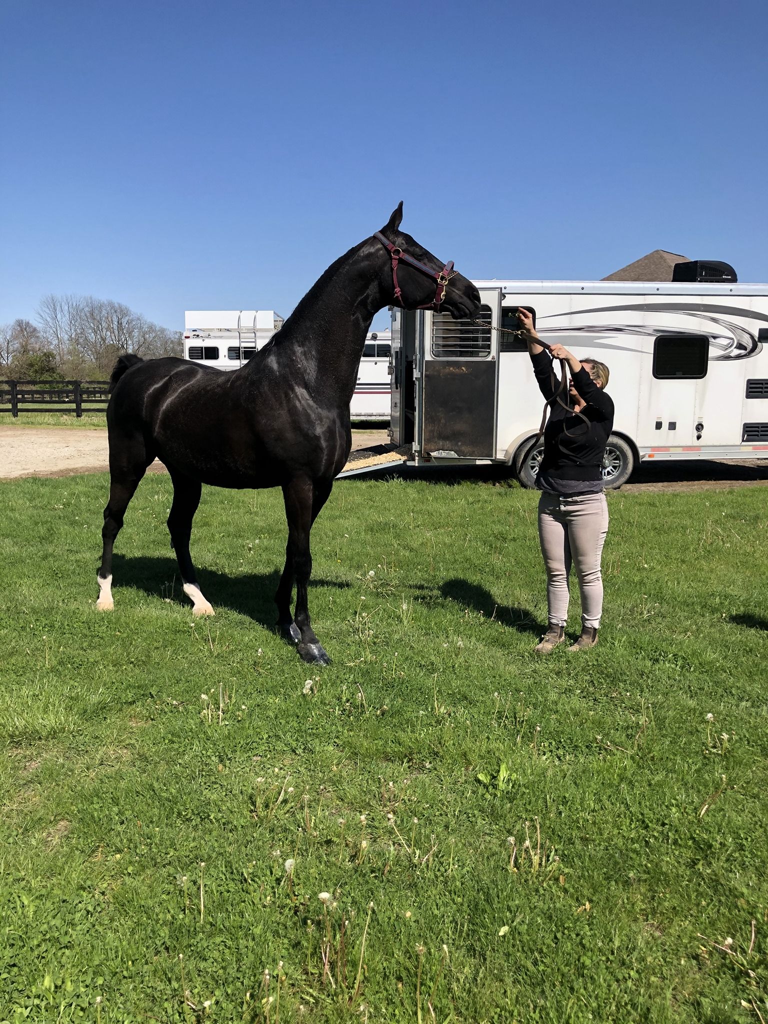 Black horse with a person, in a grassy field. The person raises arms toward horse near a trailer on a sunny day.
