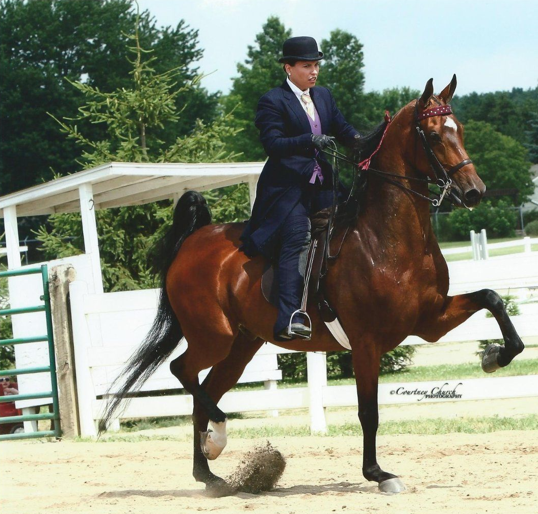 A person in formal attire riding a brown horse inside an arena; horse has one leg raised.