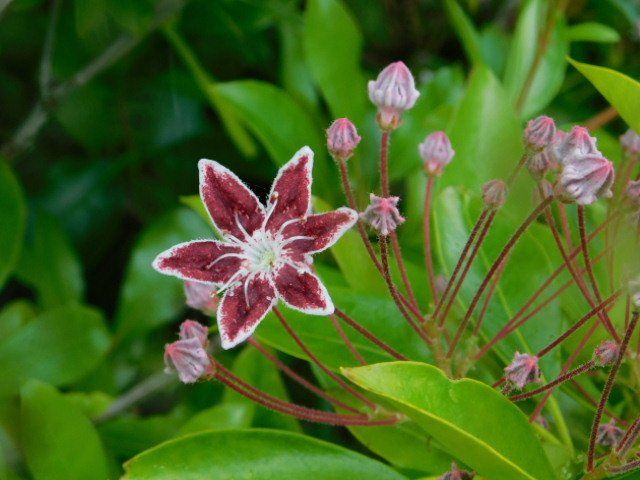 a close up of a flower with a white center