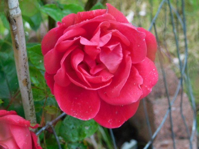 a close up of a red rose with water drops on the petals