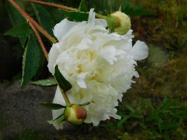 a close up of a white flower with green leaves