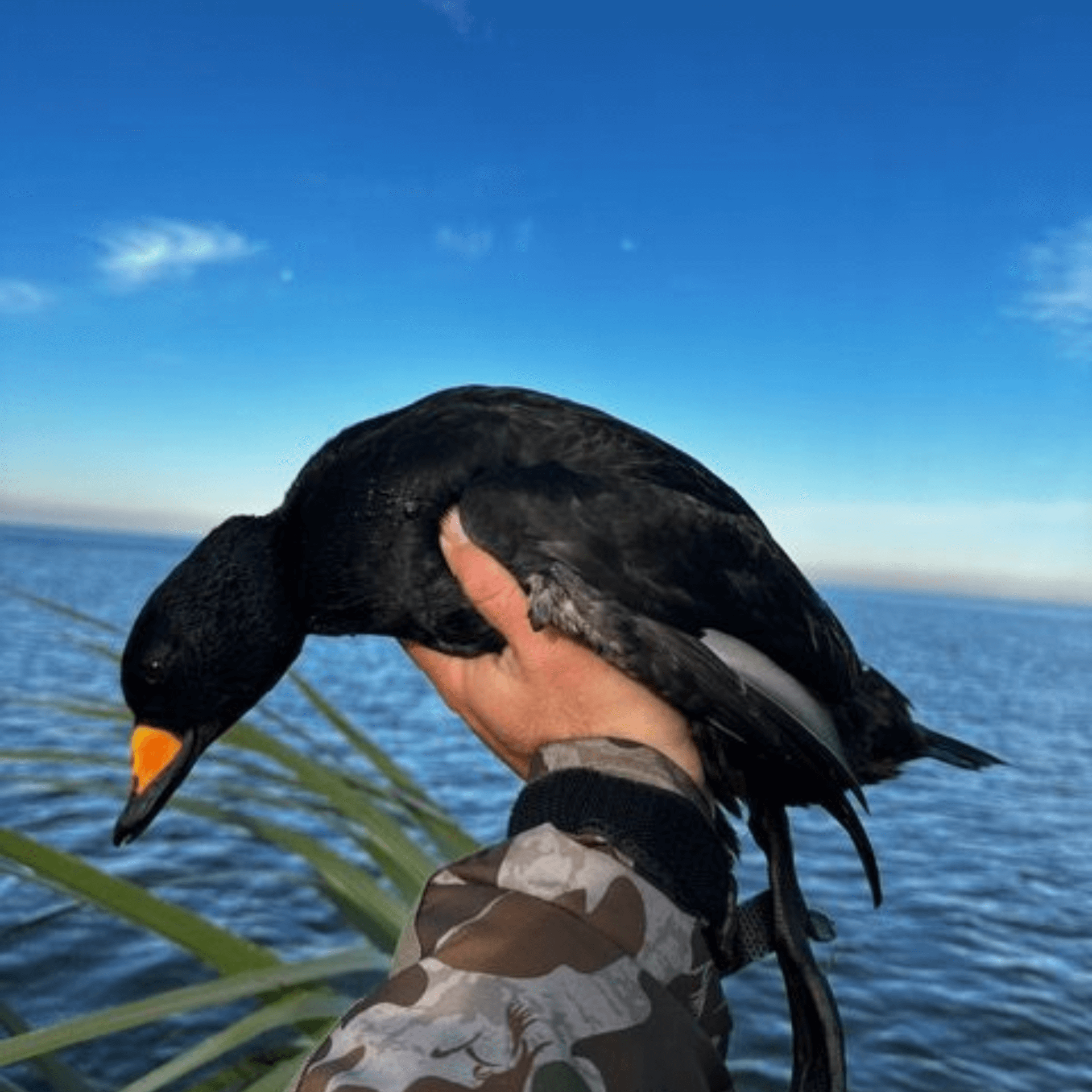A person is holding a black bird with an orange beak