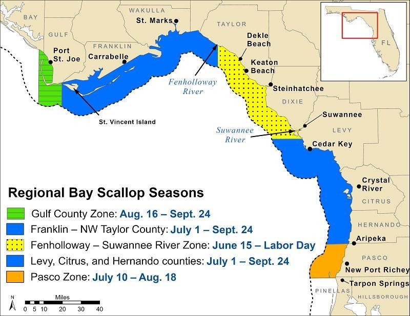 A map showing the regional bay scallop seasons