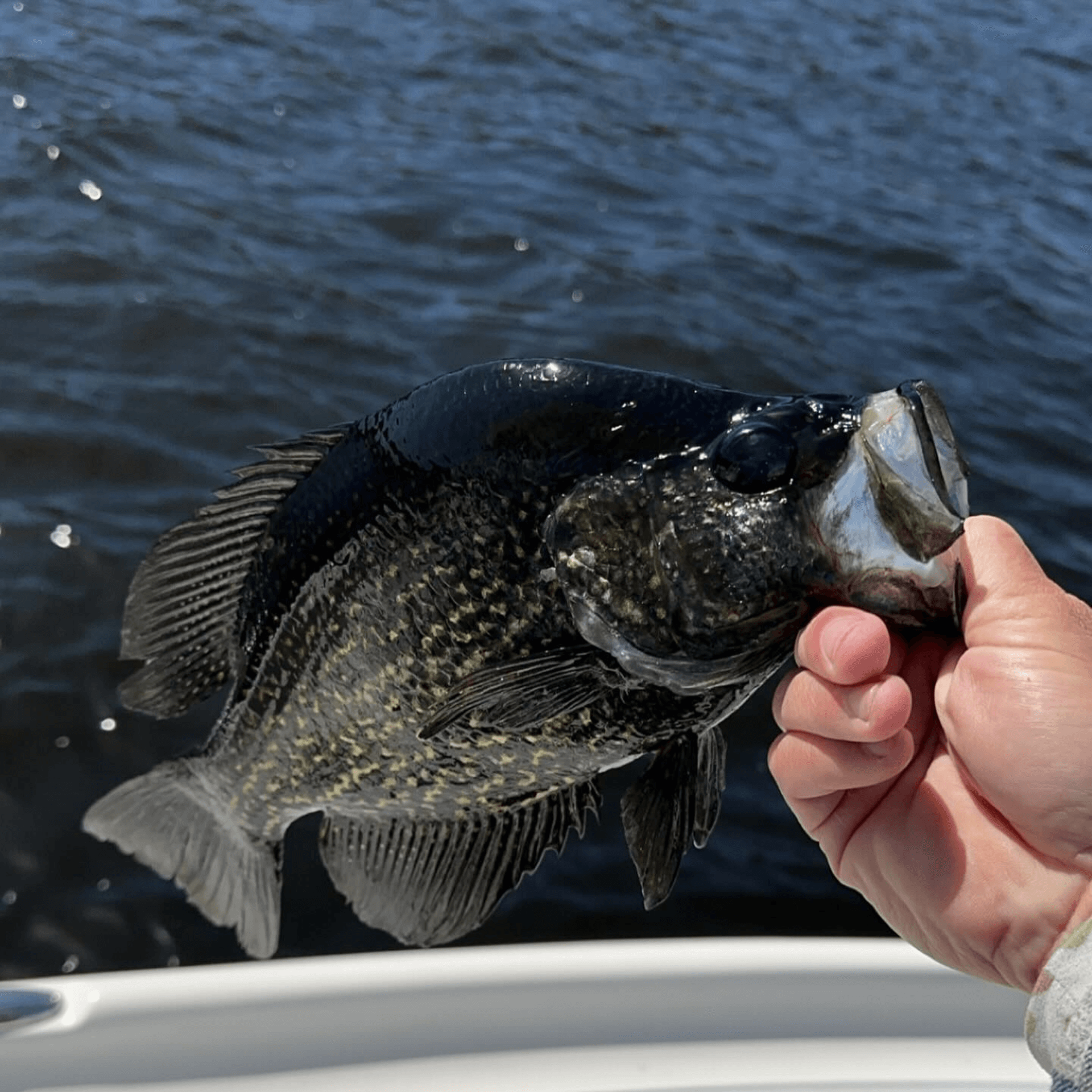 A person is holding a Crappie in their hand in front of a body of water