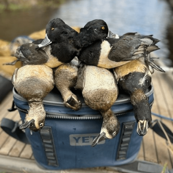 A bunch of ducks are sitting on top of a blue yeti cooler