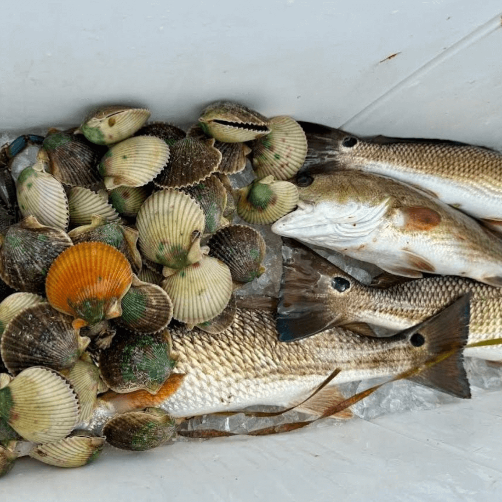 A pile of fish and seashells on a table