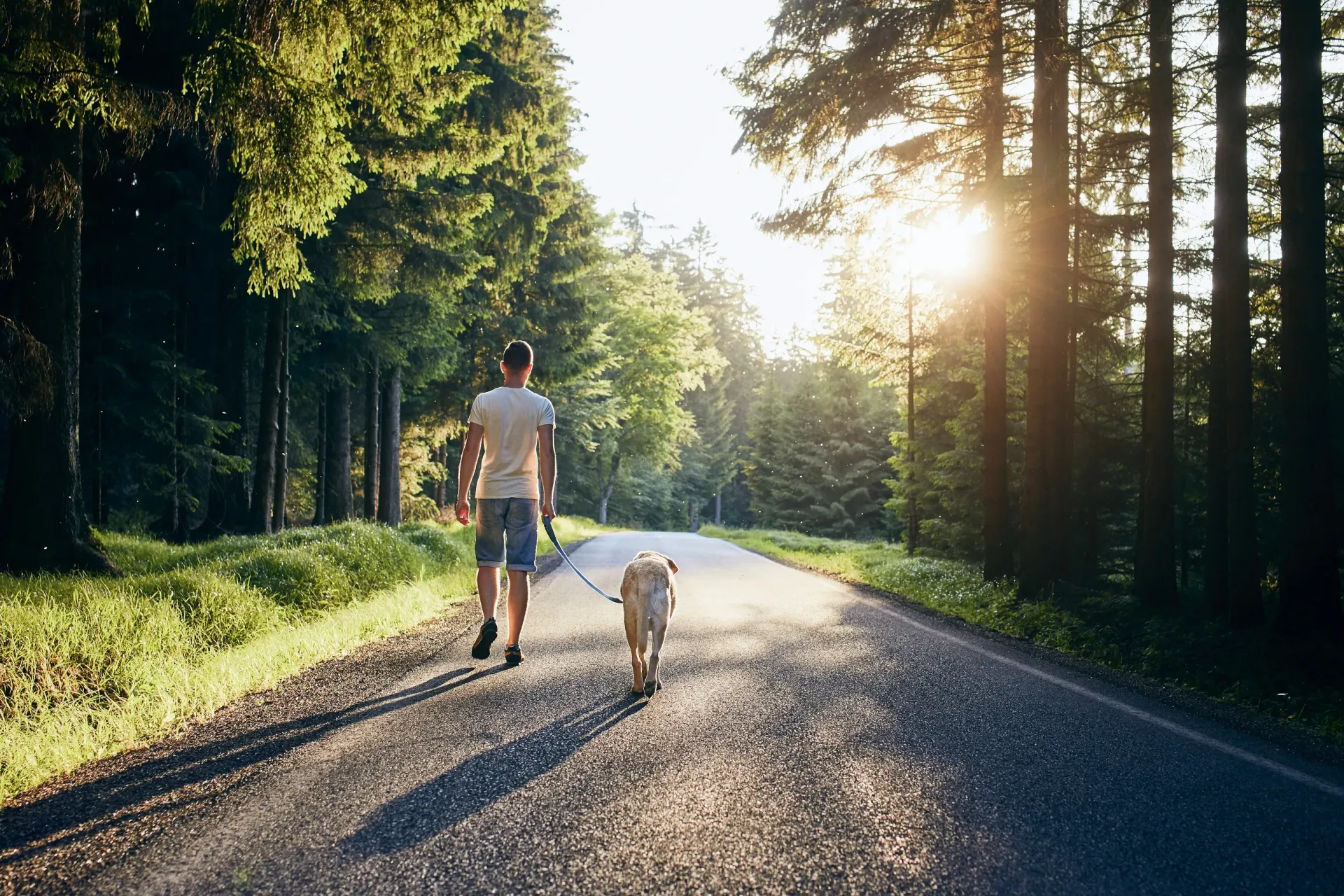 Man walking his dog on a paved road through a forest at sunset.