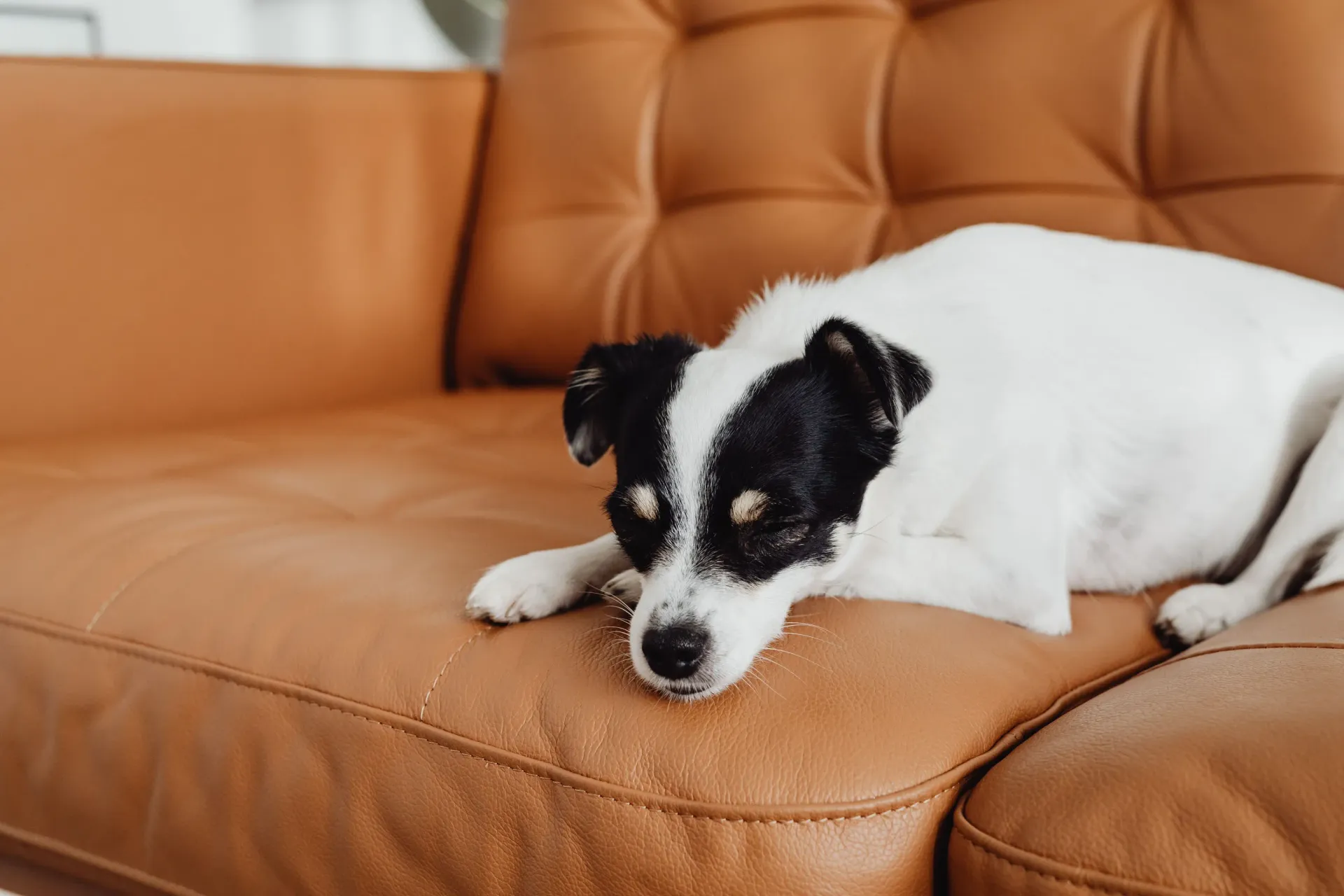 A small black and white dog sleeping on a brown leather couch.