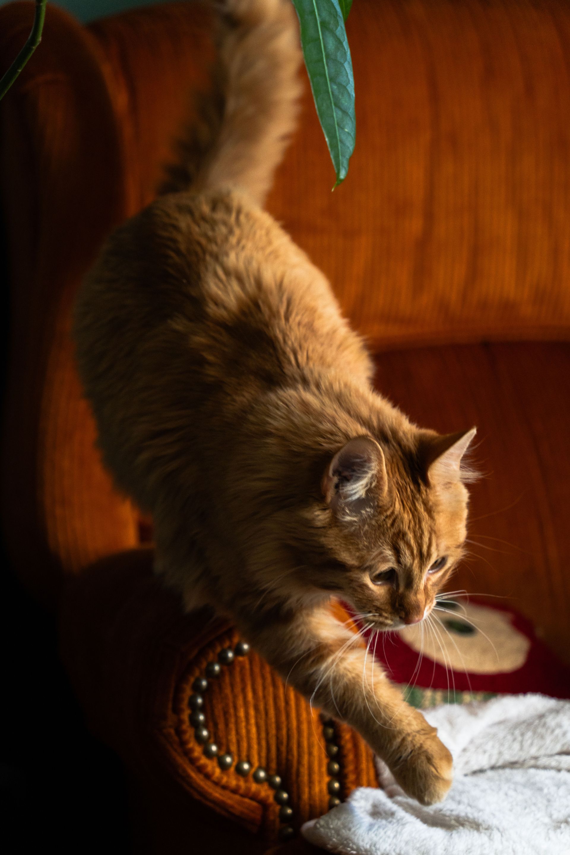 Brown cat leaping from an orange couch toward a white blanket