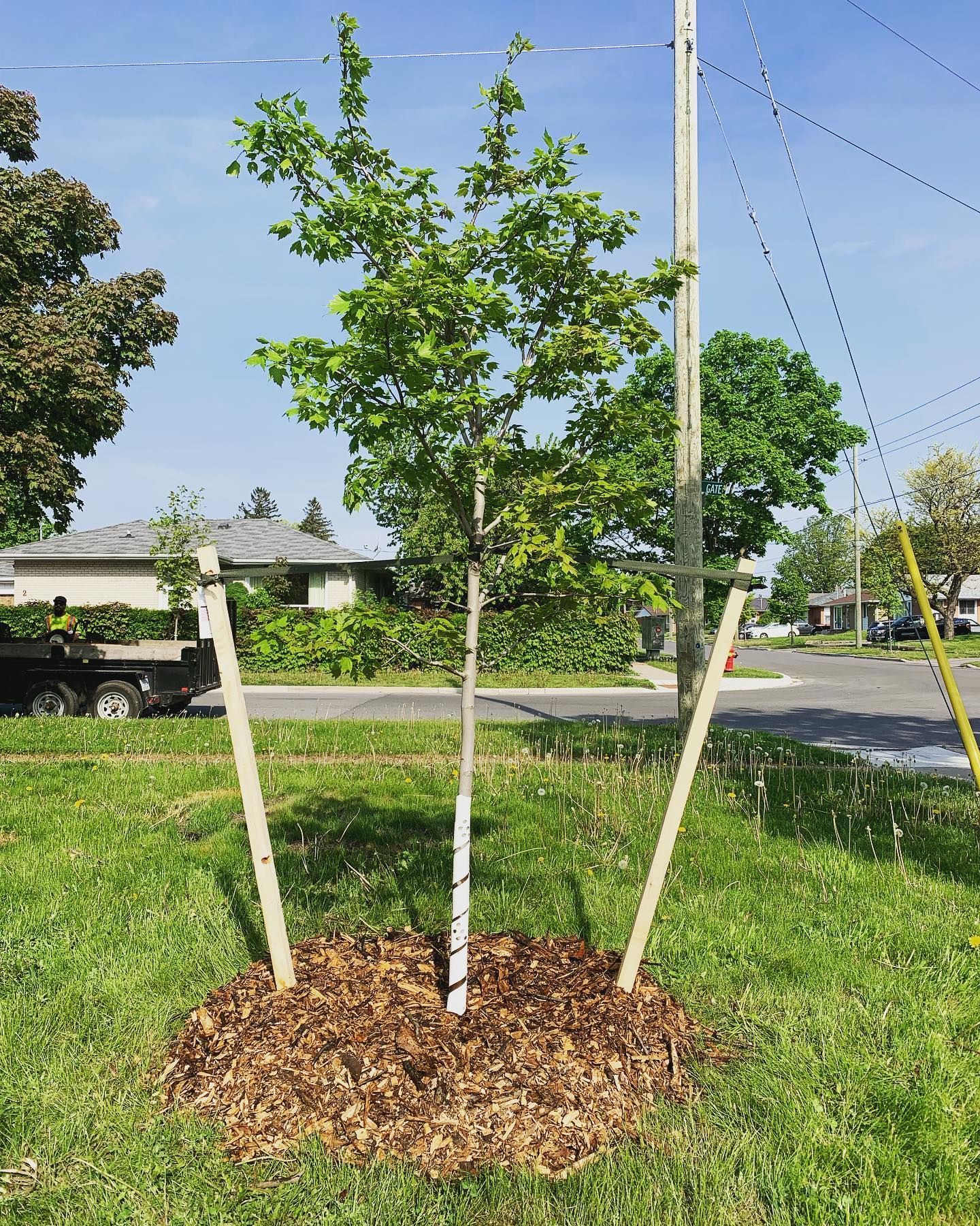 Newly planted tree