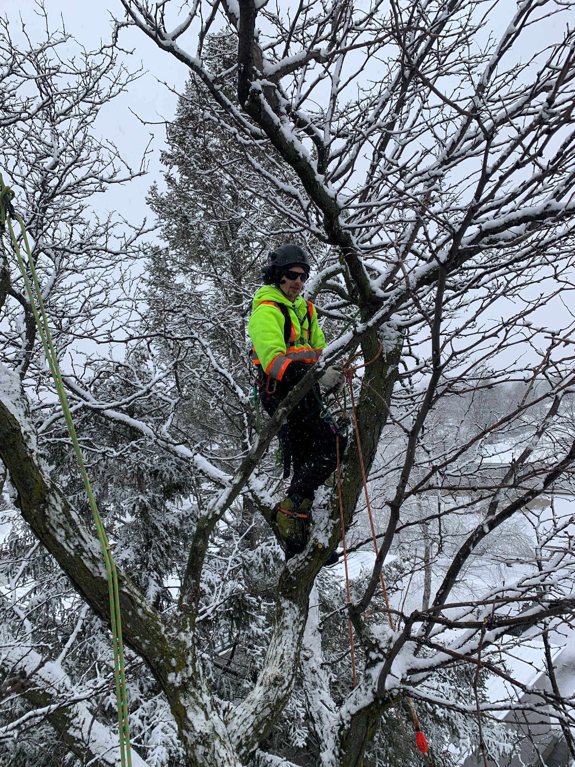 An abortist cutting a tree branch in the snow