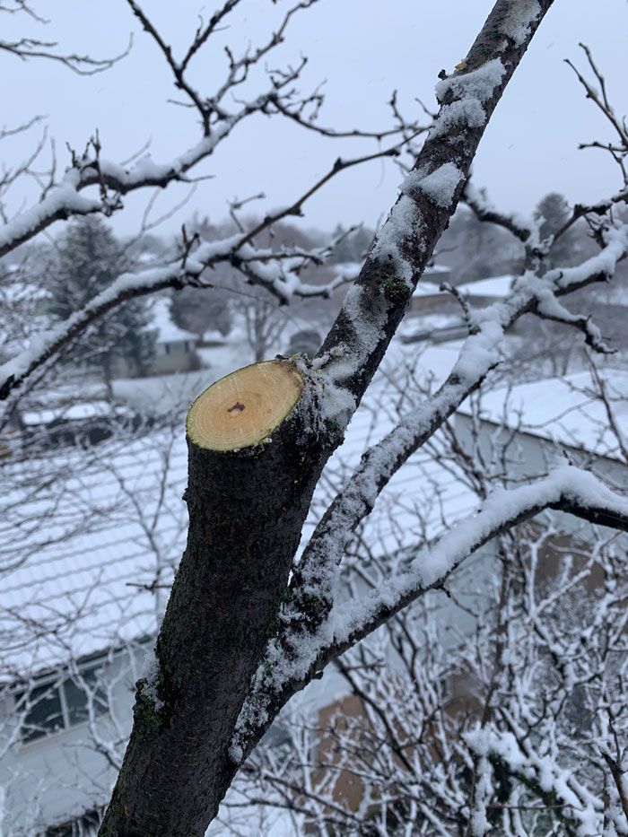 A tree with a slice cut out of it is covered in snow
