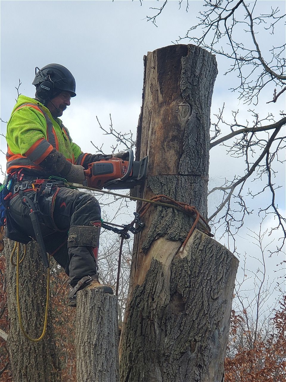 A tree trunk being removed with a rope attached to it.