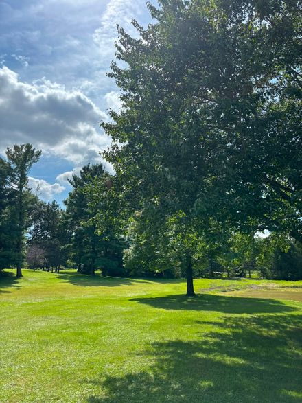 Sunny park with green grass, scattered trees, and a partly cloudy sky