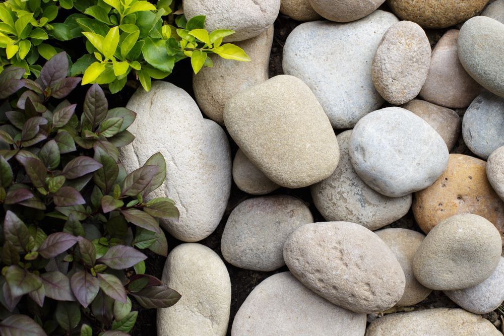 Rocks and Purple and Lime Green Plants in A Garden Setting — Cessnock Landscaping Supplies In Cessnock, NSW