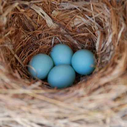 Three blue bird eggs nestled in a woven nest