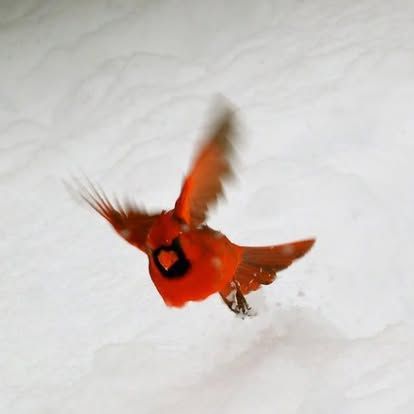 Red cardinal in flight against a snowy white background