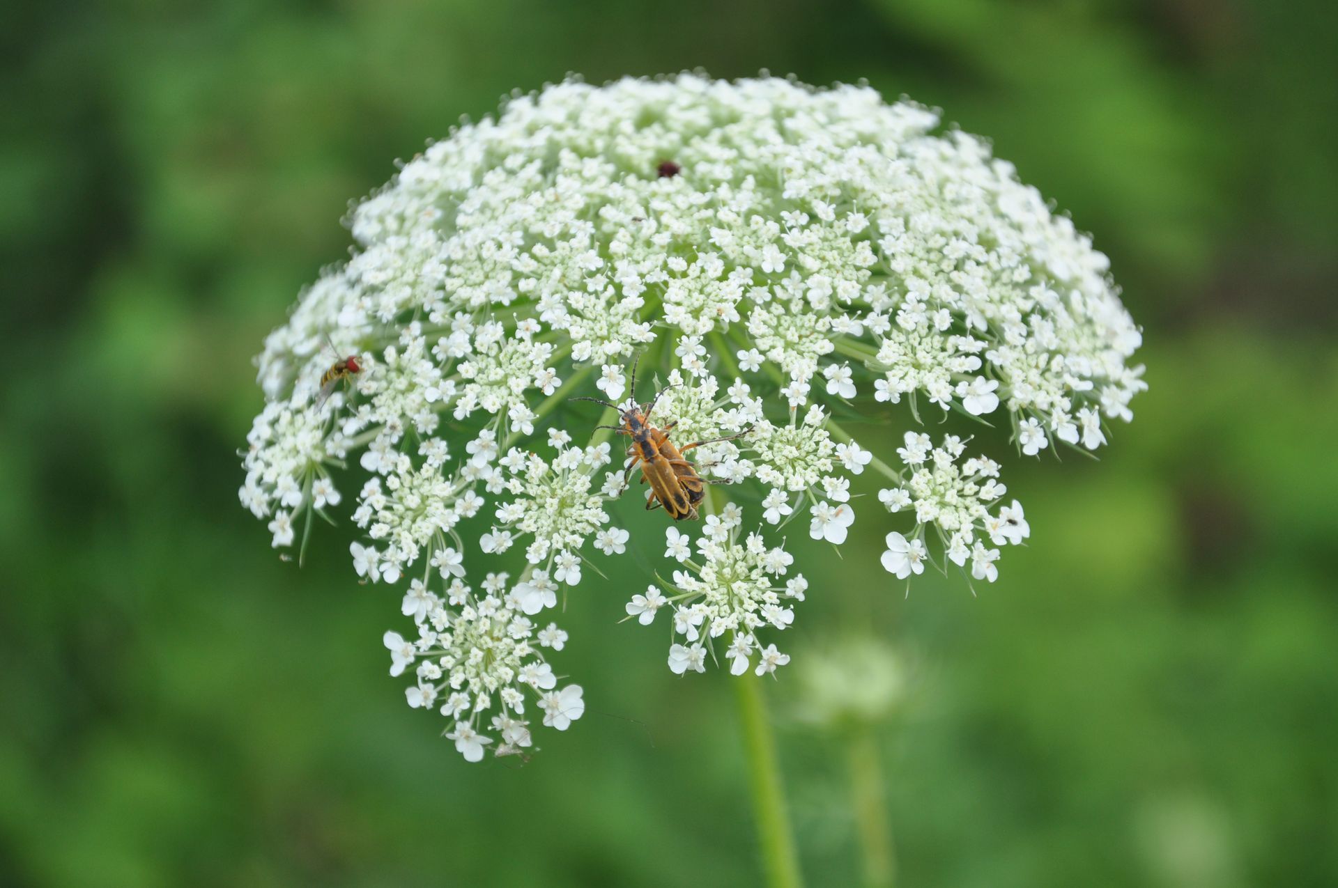 White wildflower cluster on a green blurred background