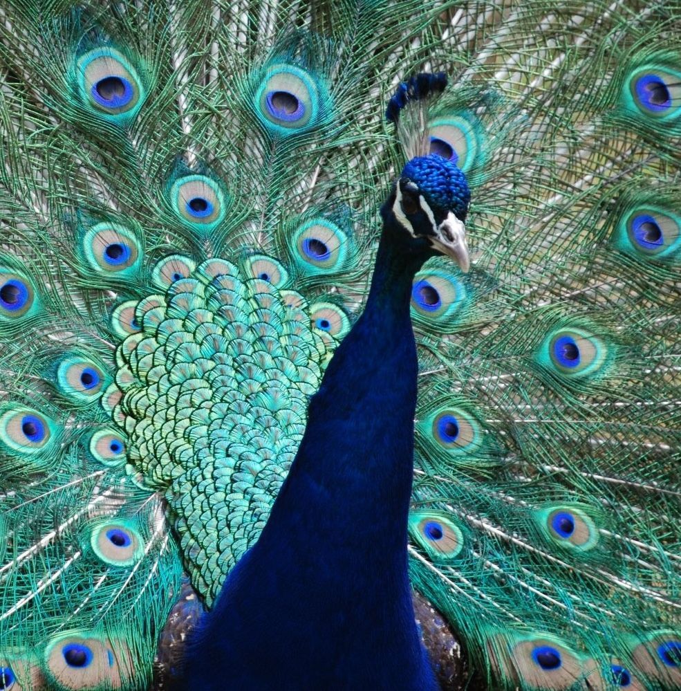 Peacock with vibrant blue-green plumage and fanned tail displaying eye-spots