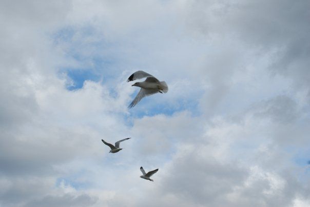 Three birds flying against a cloudy blue sky