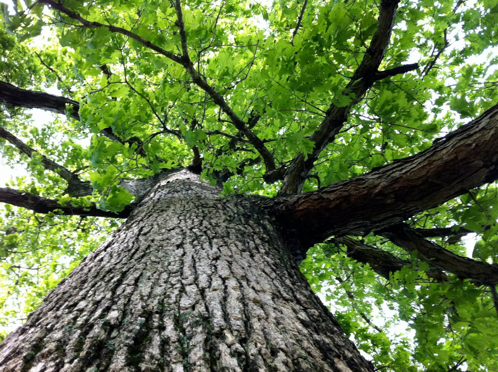 Low-angle view of a tall tree trunk with rough bark and bright green leaves overhead