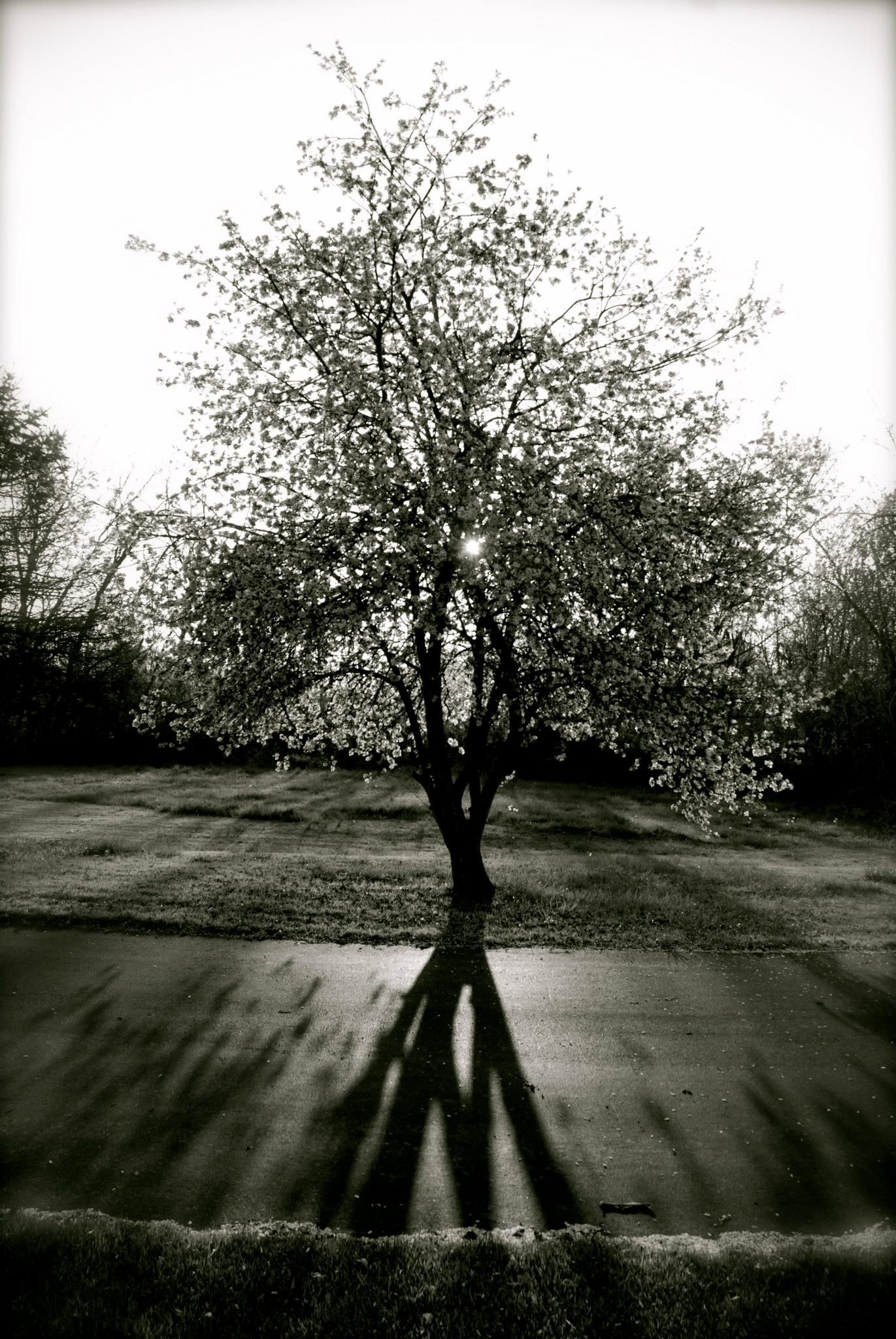 A lone tree in a field casting a long shadow, in black and white.