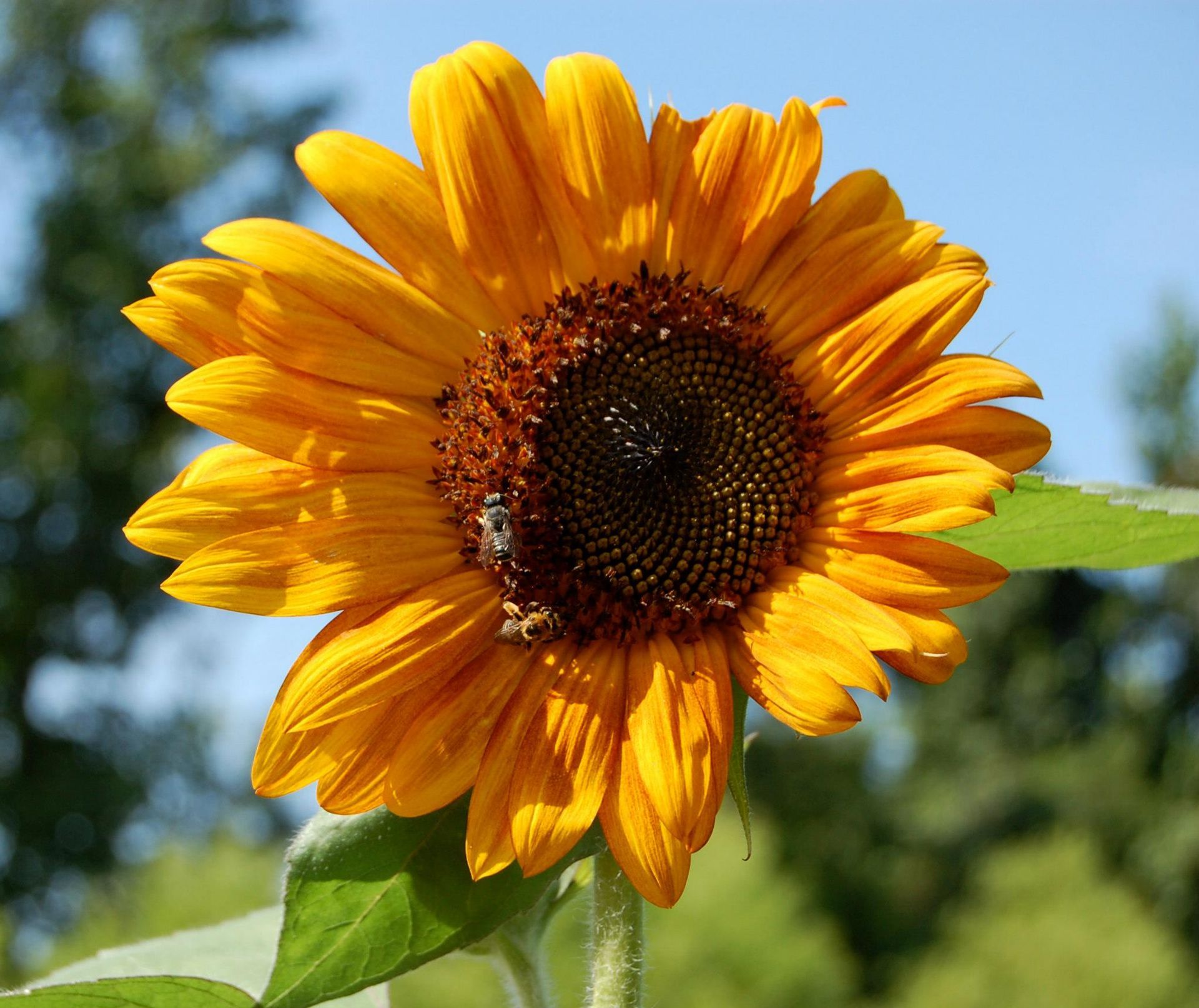 Close-up of a bright yellow sunflower against a blue sky with green leaves