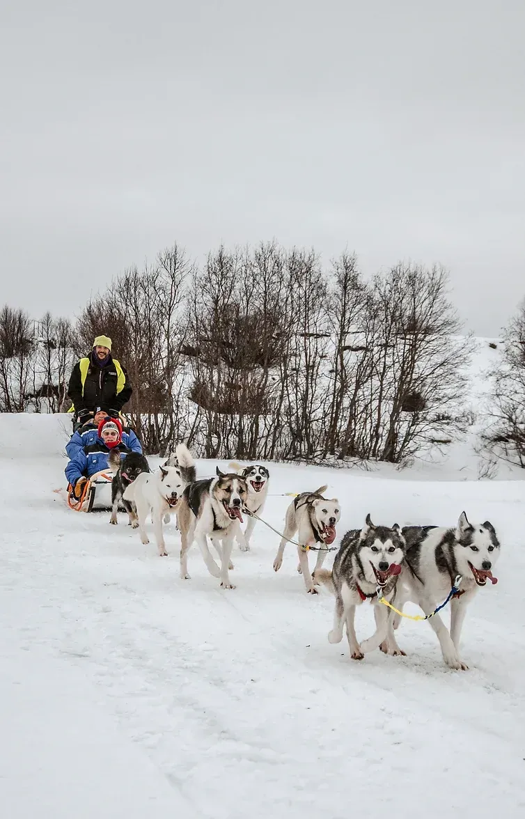 A man is riding a sled pulled by husky dogs in the snow in Norway.