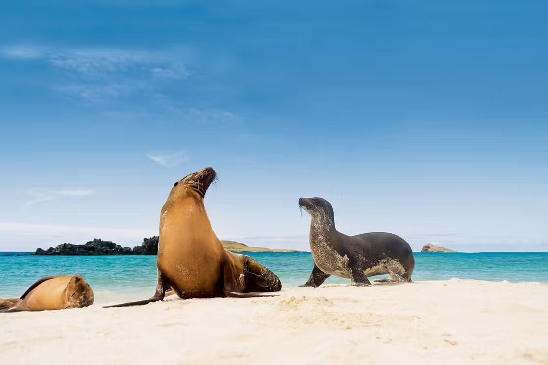 Two seals are sitting on a sandy beach near the ocean in the Galápagos with Silversea's Expedition cruise.