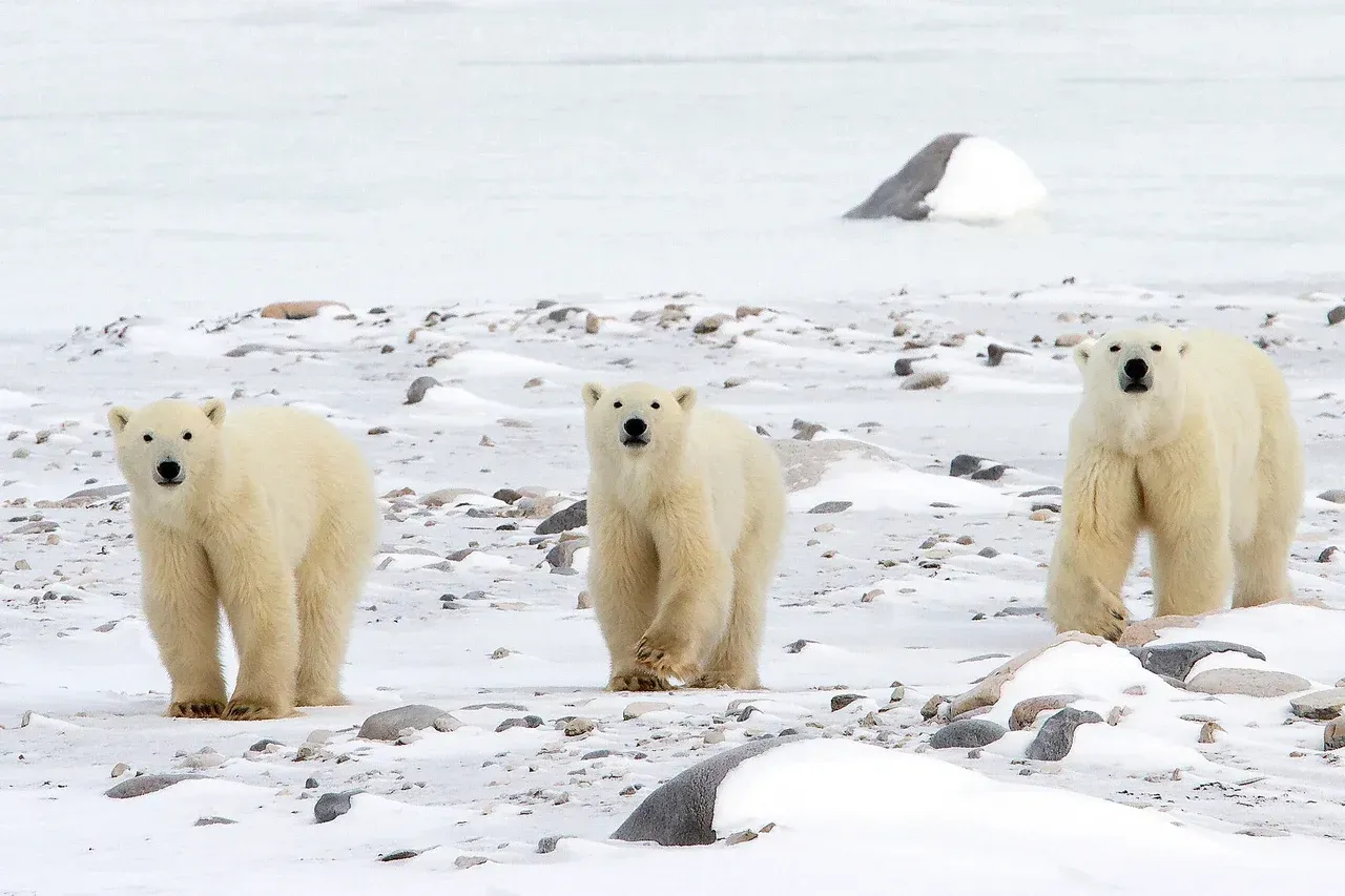Three polar bears are standing in the snow in Churchill, Canada.
