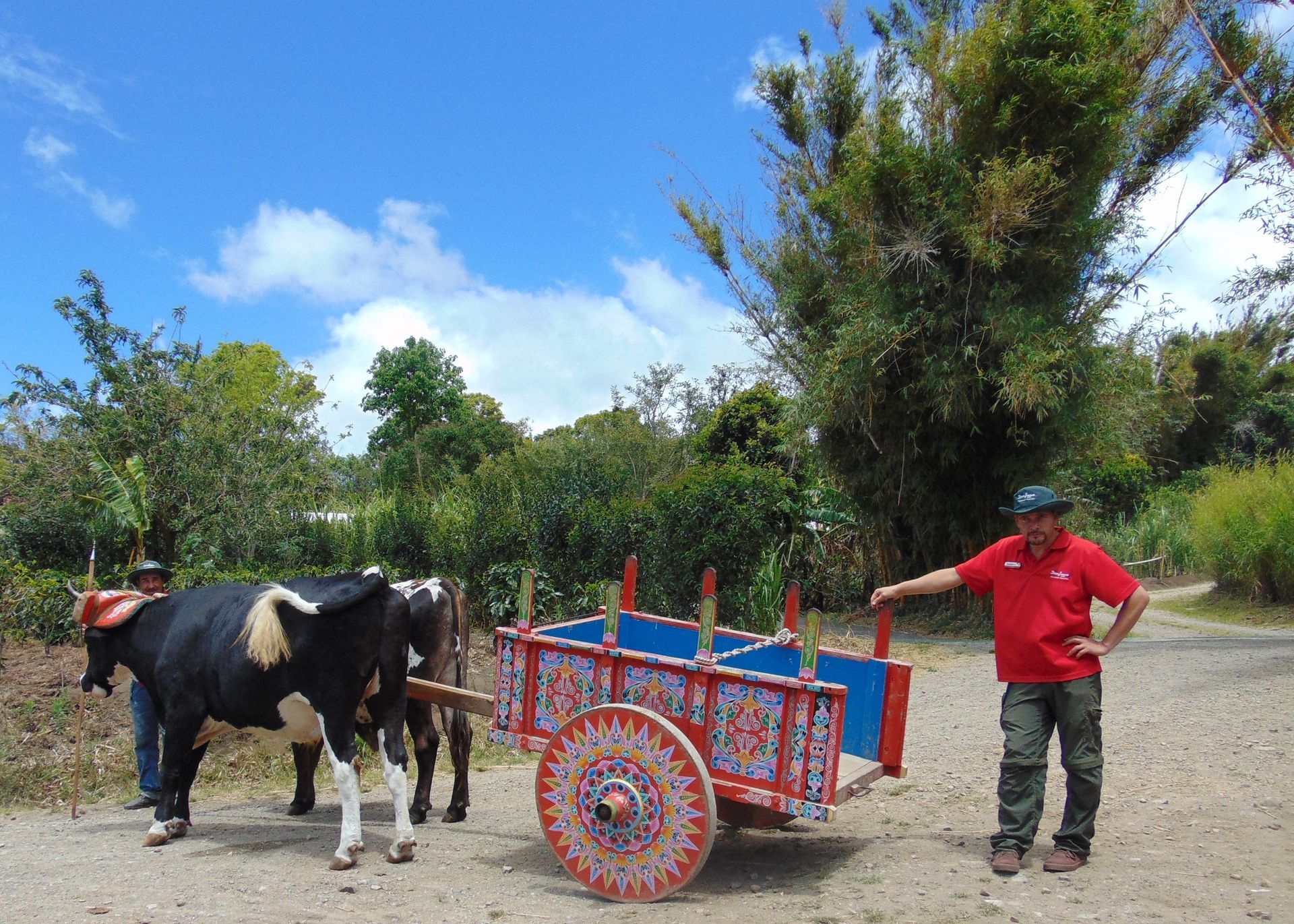 Man with colorful oxcart pulled by two oxen, on a road, trees and blue sky background.