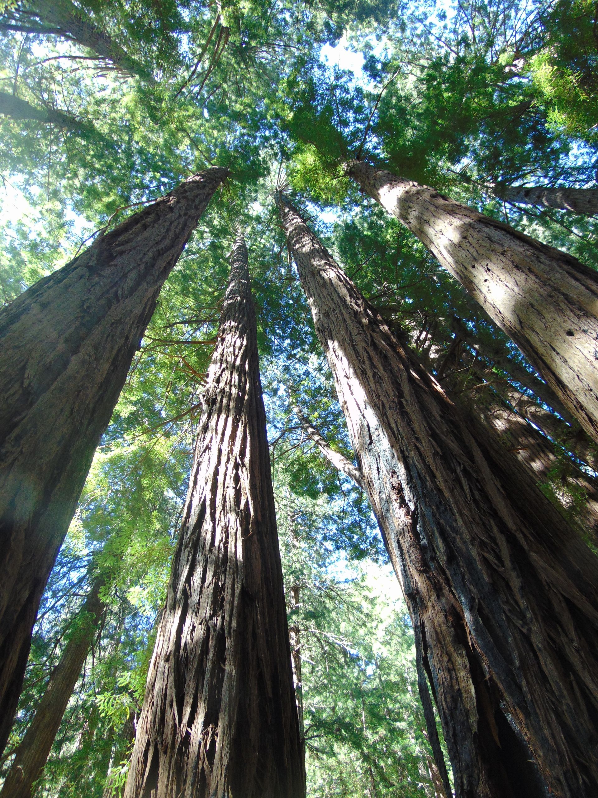 Tall redwood trees reach towards the sky, green canopy above. Sunlight filters through.
