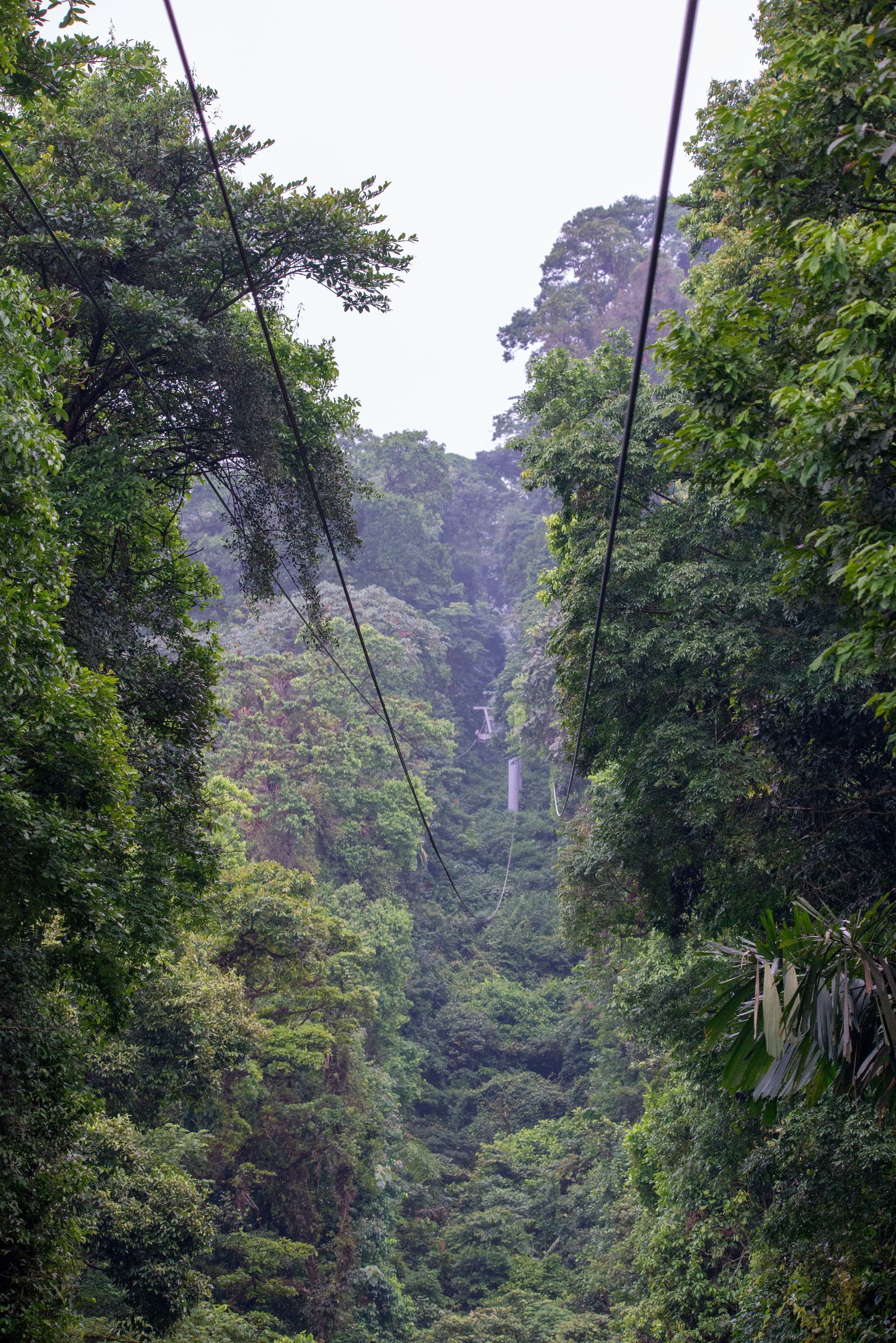View through lush green rainforest foliage towards a distant waterfall, cables overhead.