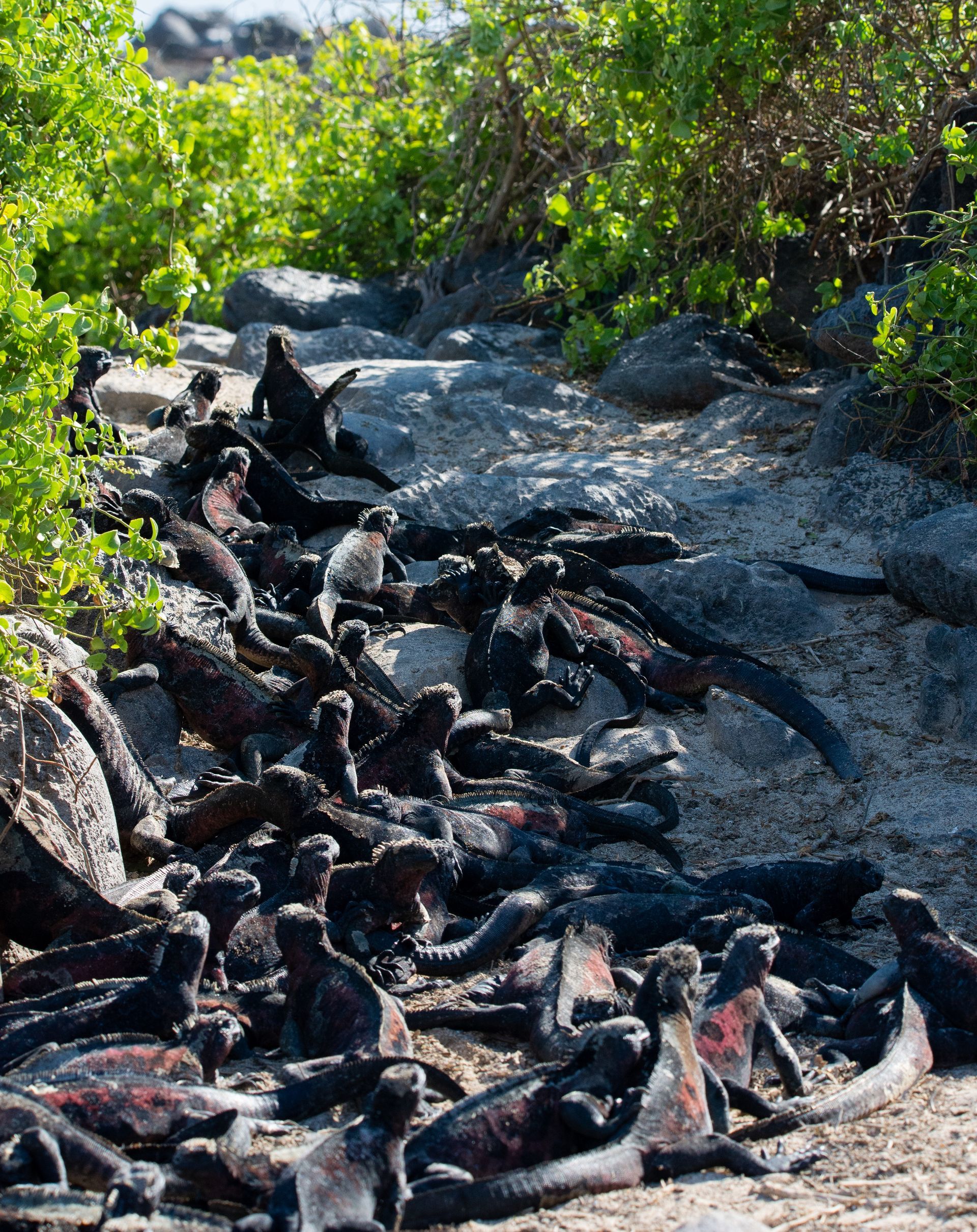 Marine iguanas clustered on rocks and path, Galapagos Islands. Some basking, others moving. Lush greenery in background.