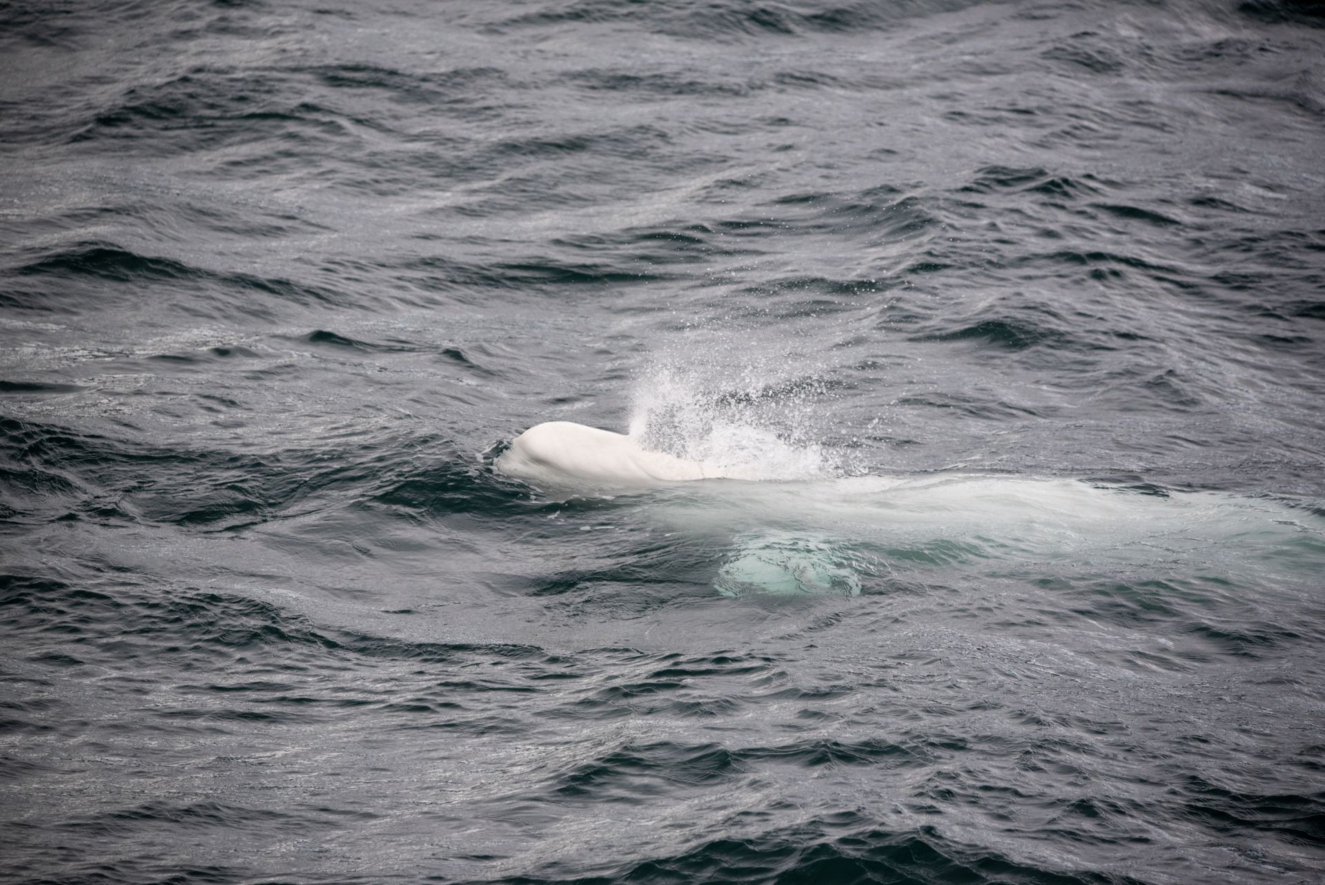 A white whale is swimming in the ocean in Svalbard.