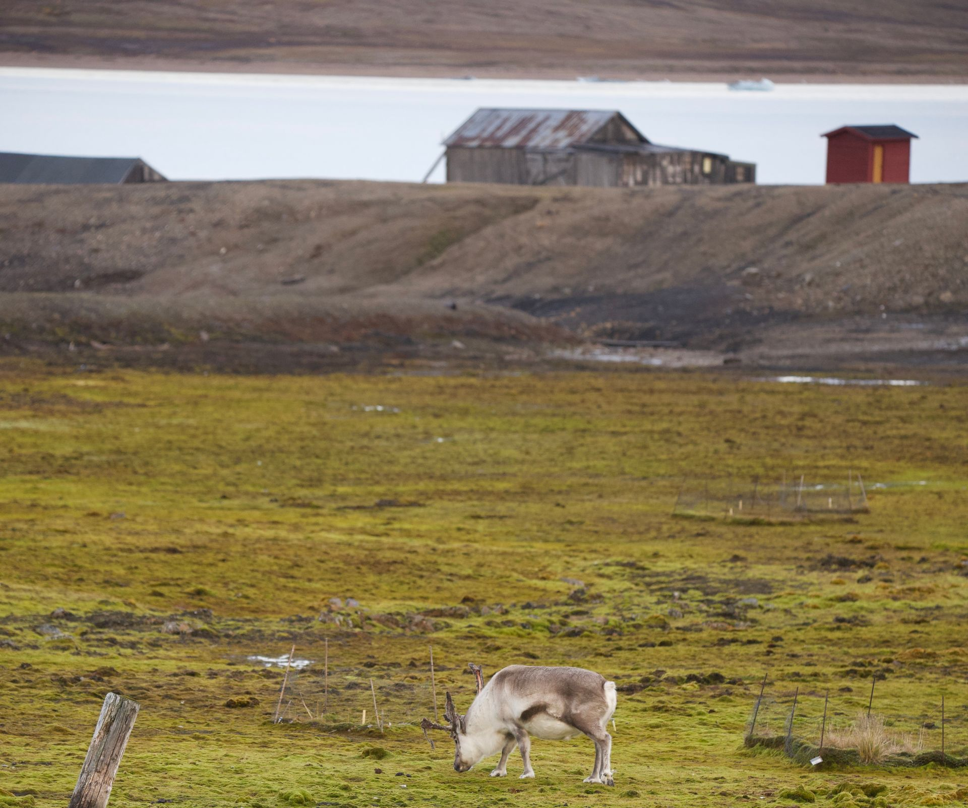 Reindeer grazing in a field with buildings in the background near a body of water under an overcast sky.
