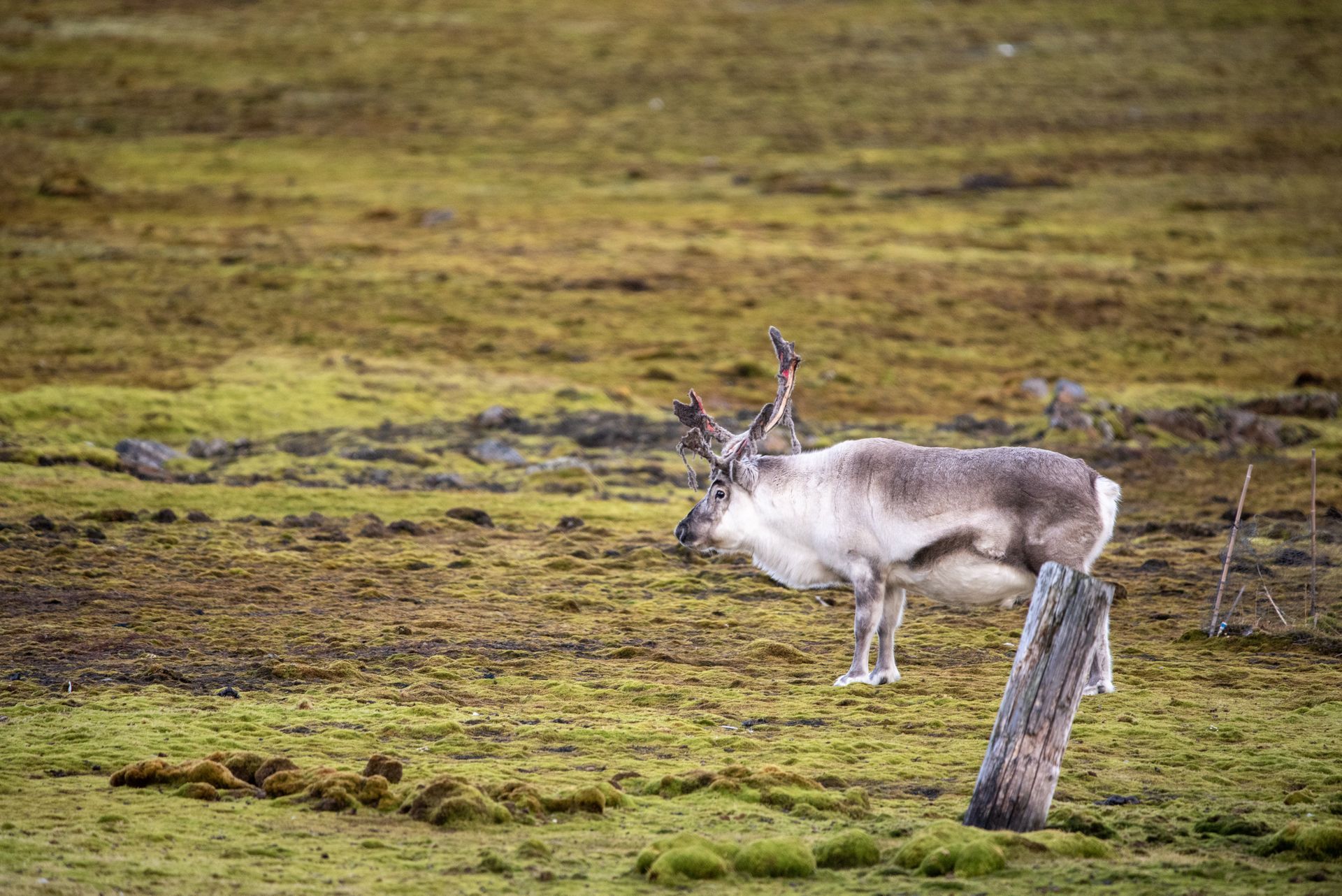 A reindeer is standing next to a tree stump in a field in Svalbard.