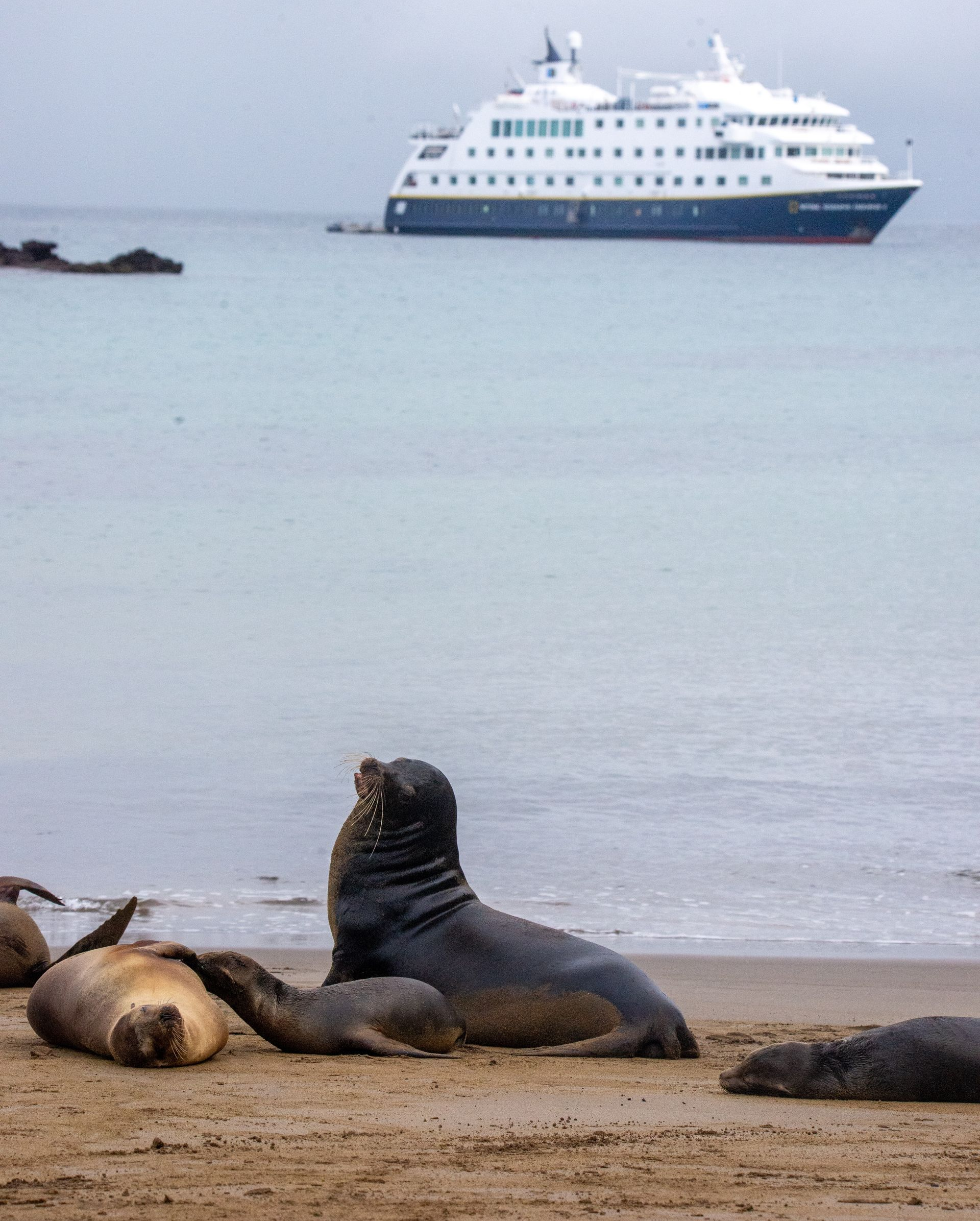 Sea lions on a beach with a cruise ship in the background on an overcast day.