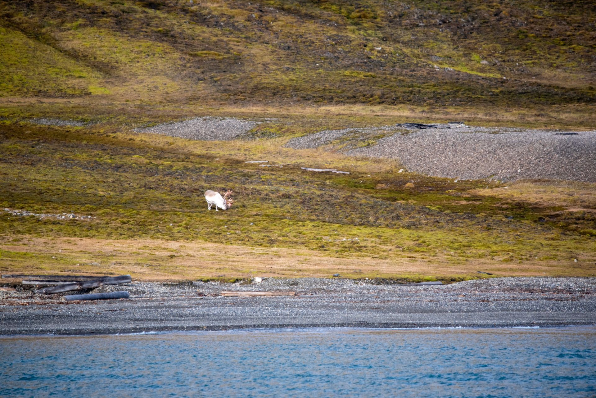 A white deer is standing in a field next to a body of water in Svalbard.