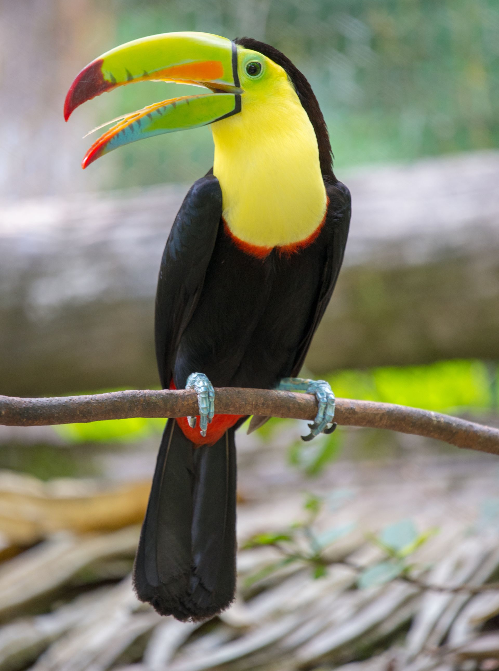 Toco toucan perched on a branch, displaying its large, colorful beak.