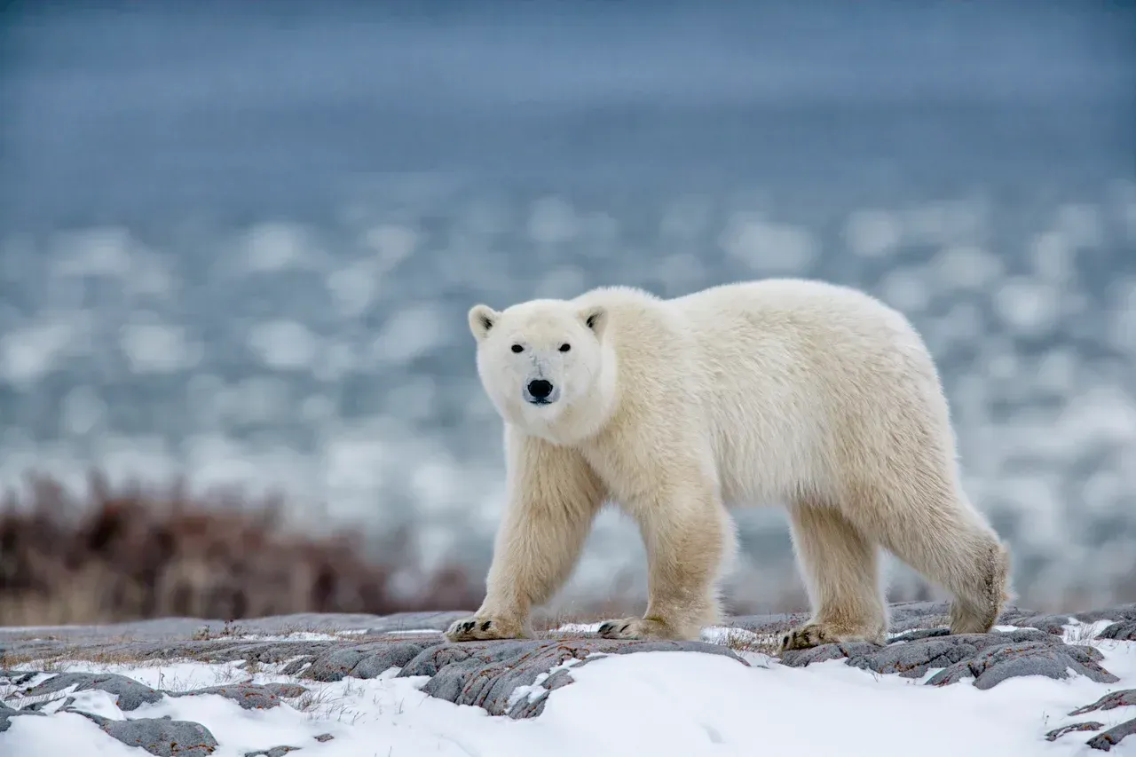 A polar bear is standing on a rock in the snow near the ocean in Churchill, Canada.