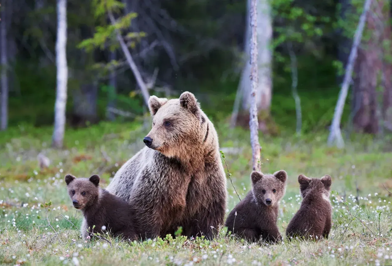A mother bear and her three cubs are standing in the grass in Canada.