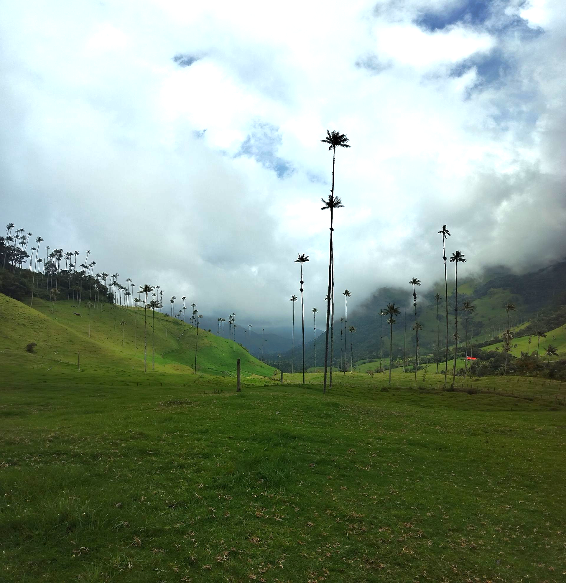 Tall wax palm trees in a green valley under a cloudy sky.
