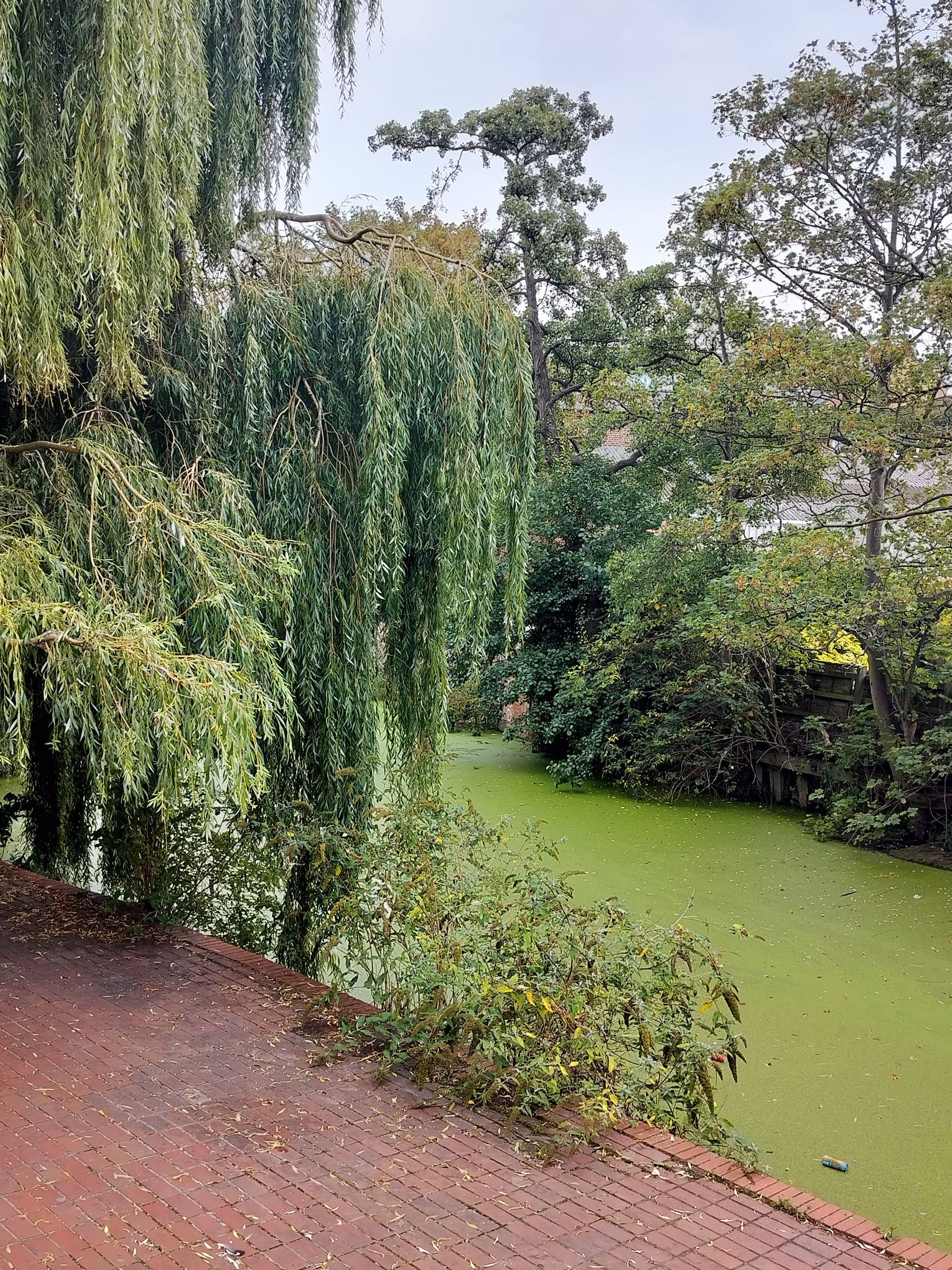 A narrow canal filled with green algae, surrounded by weeping trees and lush foliage.