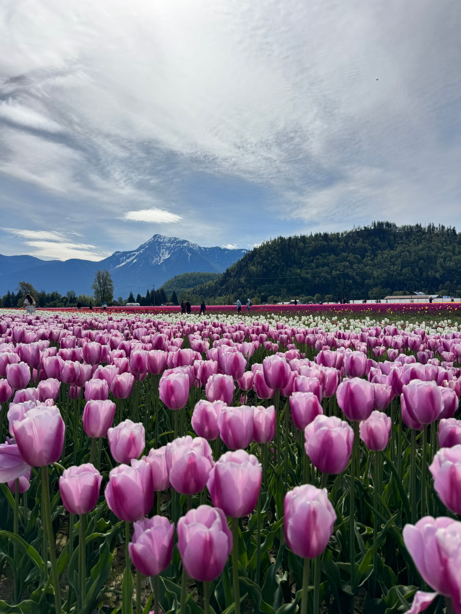 Pink tulips in a field with snowcapped mountains and a cloudy sky in the background