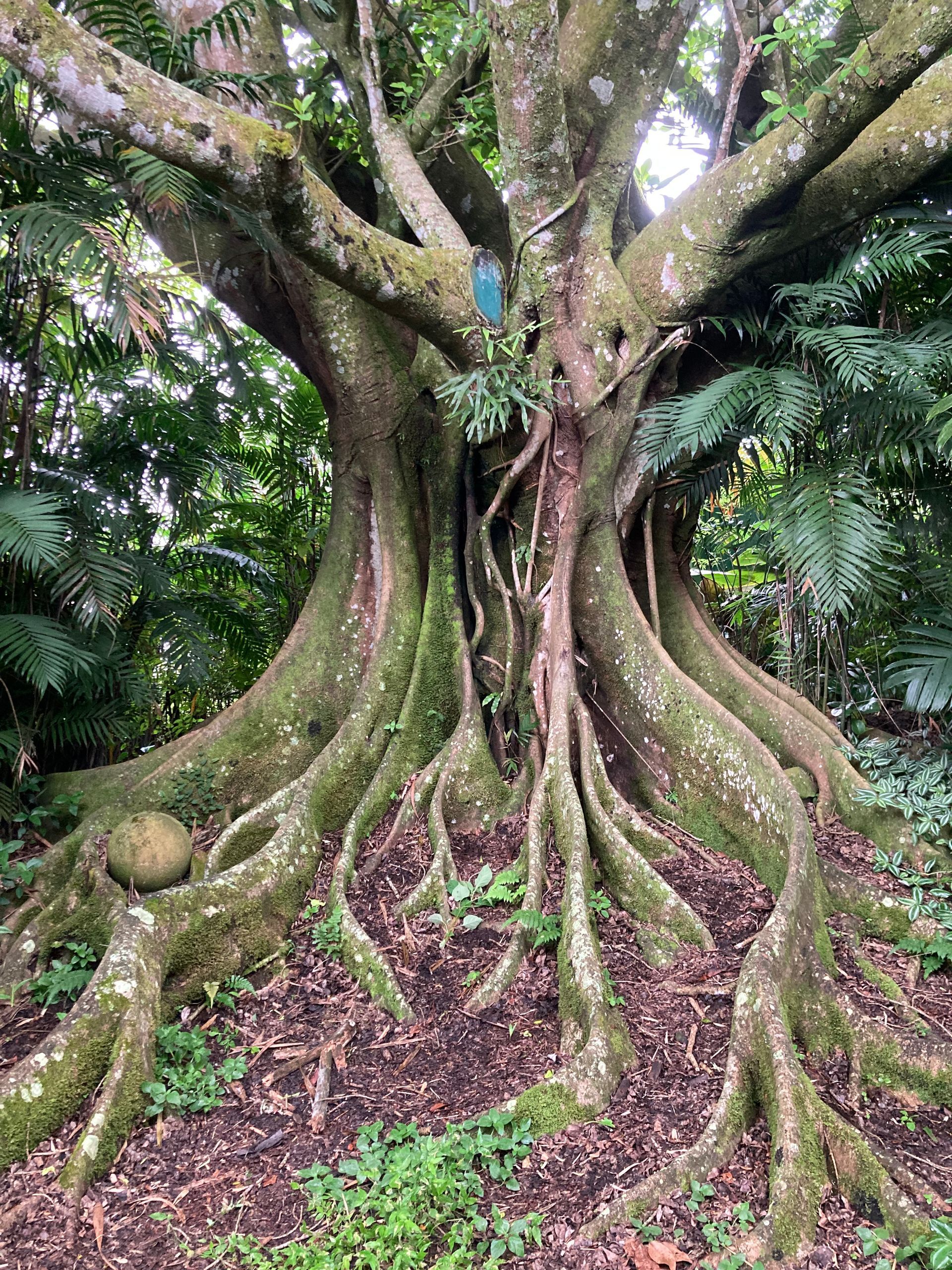 Large tree with thick, exposed roots in a forest. Green moss covers roots and branches.