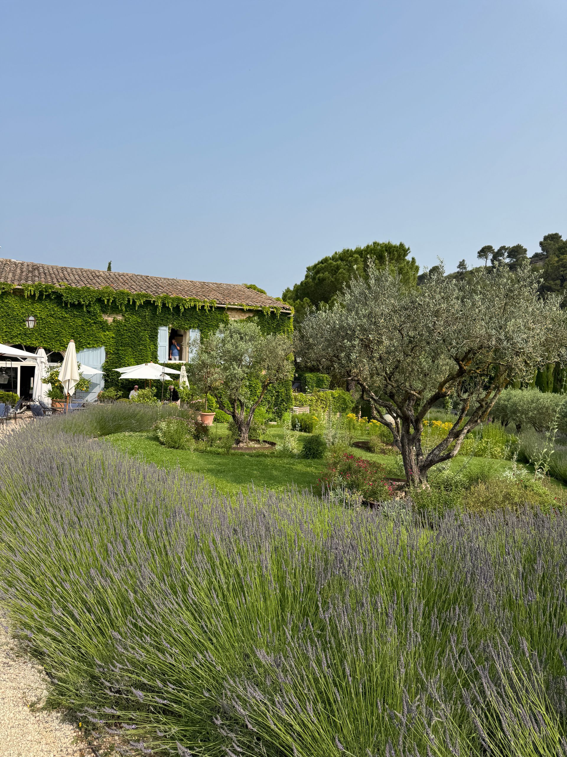 The Château is covered in vines and surrounded by lavender at La Bastide de Marie in Luberon, France.