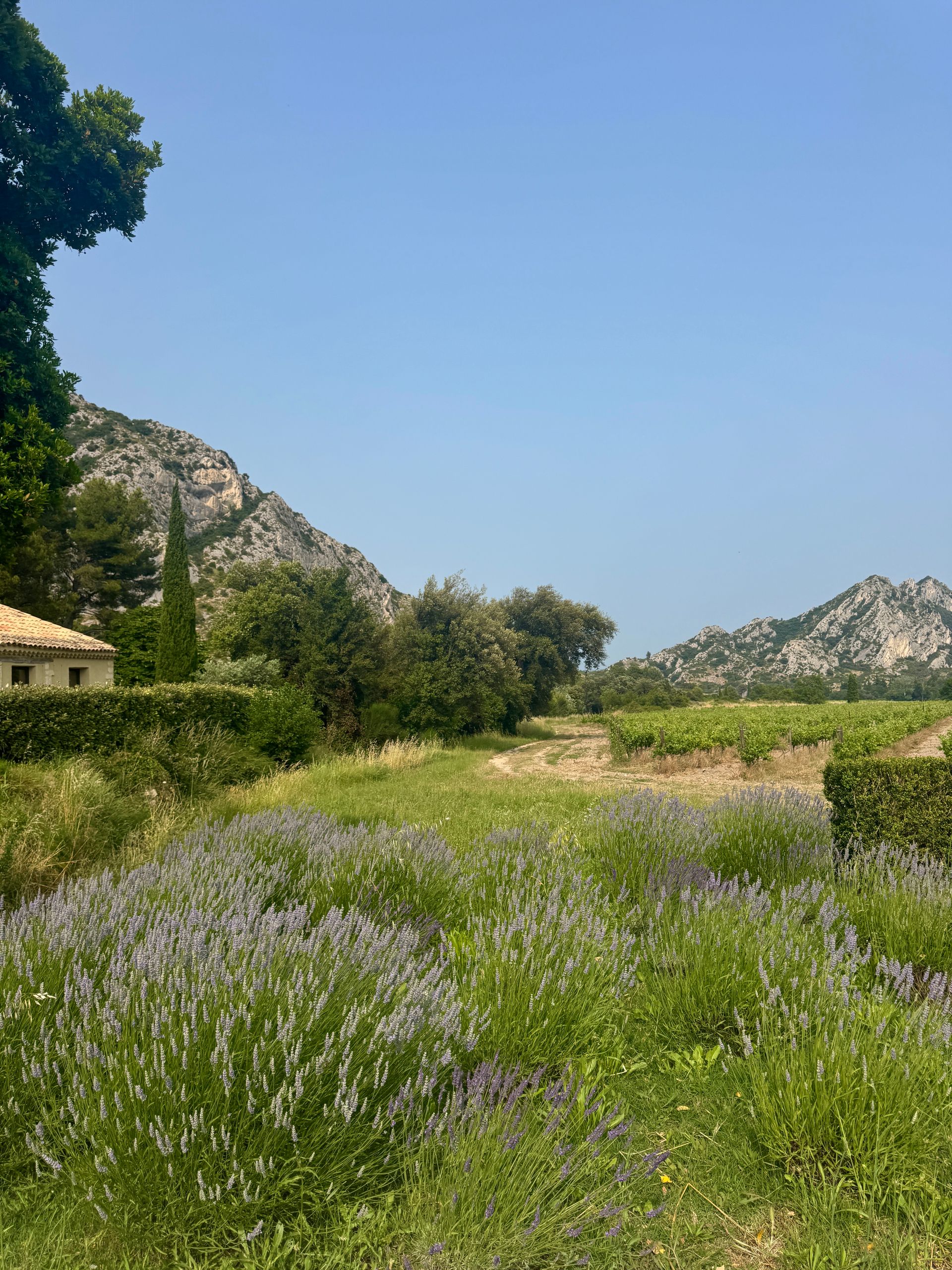 Lavender field with mountains and blue sky in Provence, France.